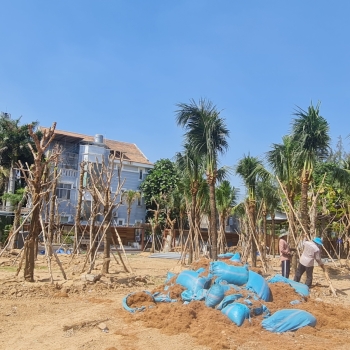 Thi Công Cây Cây Xanh – Cây Công Trình Tại Bến Tre