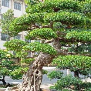 Cay-Sanh-Bonsai-Tieu-Canh-San-Vuon