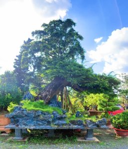 Chậu Me Kiểng
