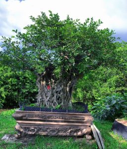 Cây Sộp