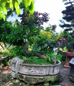 Lộc vừng đỏ