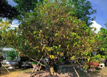 Hình ảnh cơ sở