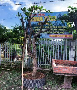 Sứ đỏ