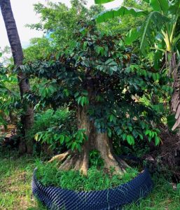 Cây vú sữa