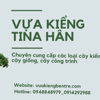 Vựa Kiểng Lớn Nhất Tại Bến Tre – TiNa Hân
