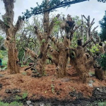 Vựa kiểng Tina Hân chuyên cung cấp các loại cây ăn trái từ nhỏ đến lớn.