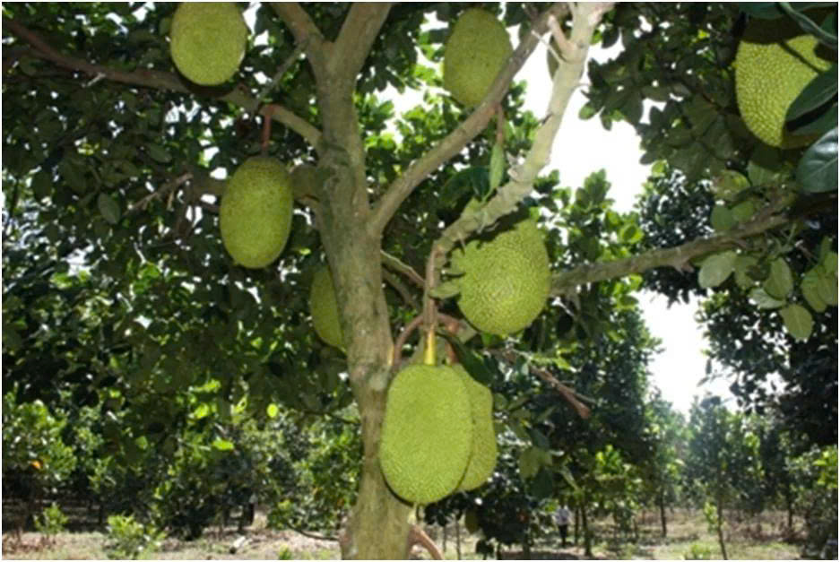TẠI SAO NGÔI NHÀ CỦA BẠN CẦN CÓ MỘT CÂY MÍT