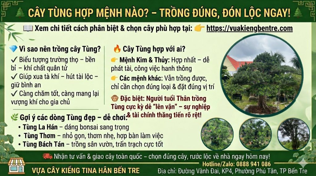 Cây Tùng hợp mệnh nào ?