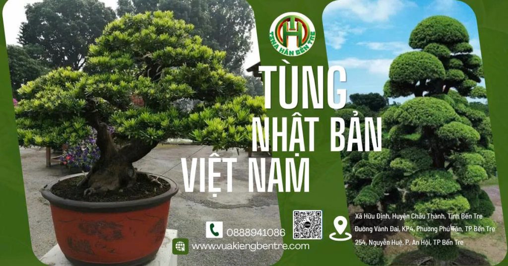 Cách phân biệt Tùng La Hán Nhật Bản và Việt Nam