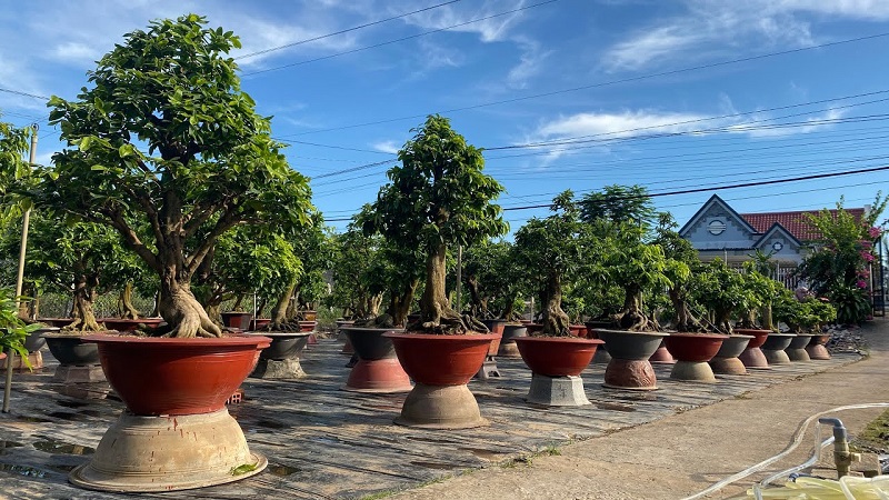 Cách Chọn Cây Kiểng Phù Hợp Từng Không Gian Tại Bến Tre