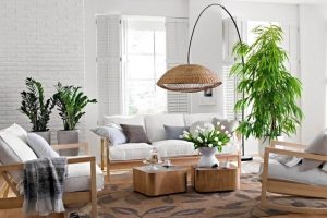 top 20 cây kiểng nội thất bến tre