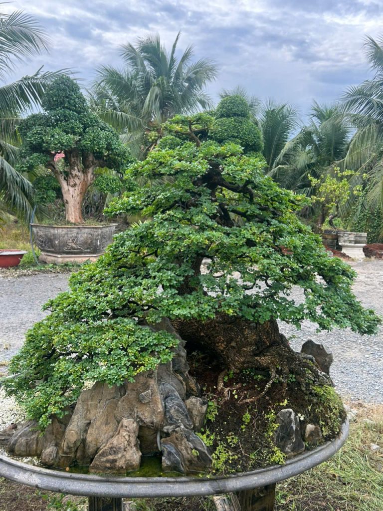 Cây cần thăng: Nghệ thuật bonsai và ý nghĩa phong thủy