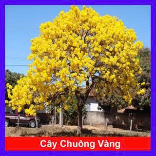 Cây chuông vàng: Ý nghĩa,cách trồng, chăm sóc tại nhà