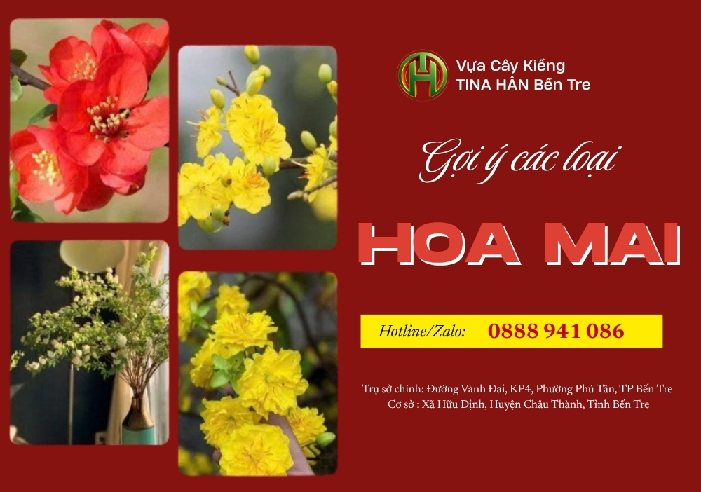 10+ các loại hoa mai phổ biến, ý nghĩa trong ngày Tết